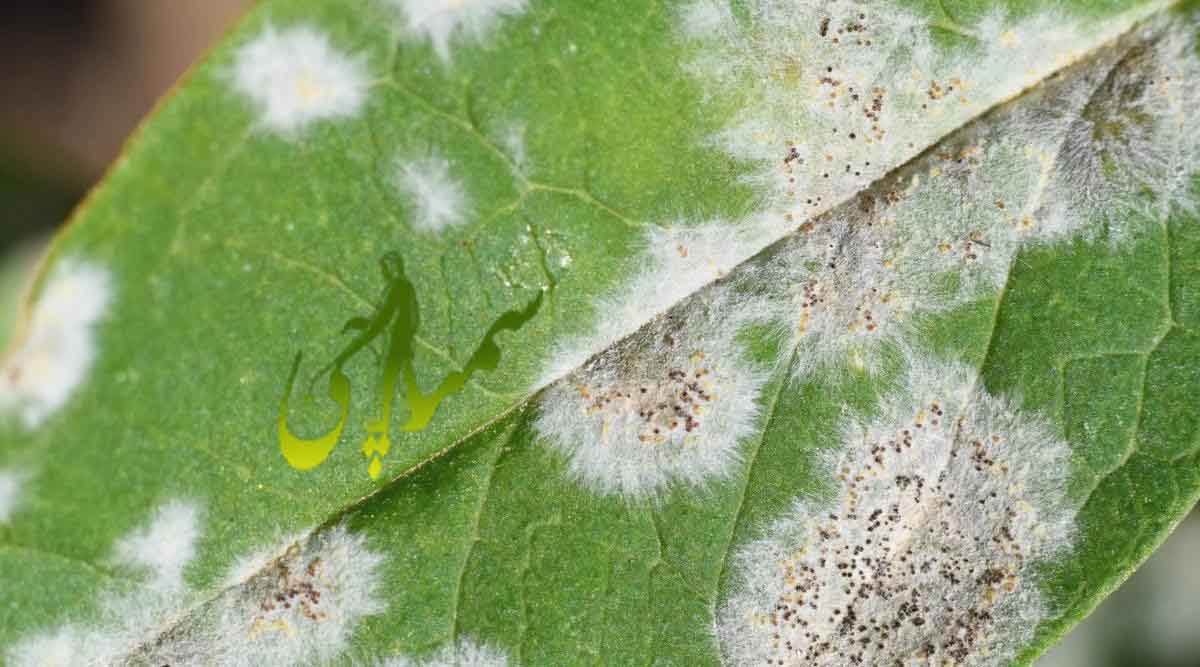سفیدک سطحی برگ